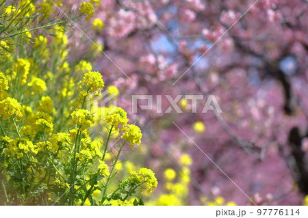 春の訪れを告げる花 春の訪れを告げる花 97776114