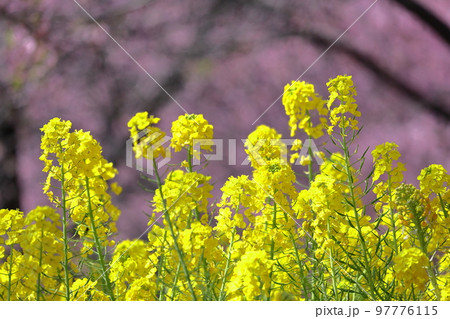春の訪れを告げる花 97776115