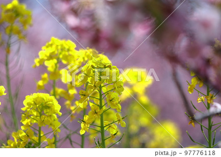 春の訪れを告げる花 春の訪れを告げる花 97776118