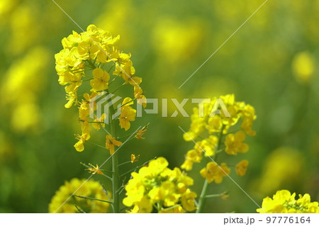 春の訪れを告げる花 97776164