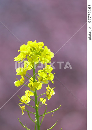 春の訪れを告げる花 97776168