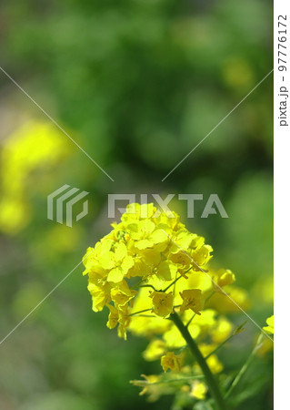 春の訪れを告げる花 97776172