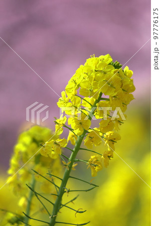 春の訪れを告げる花 97776175