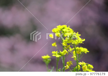 春の訪れを告げる花 97776179