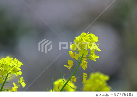 春の訪れを告げる花 97776183