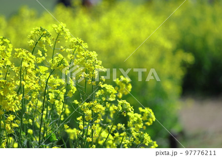 春の訪れを告げる花 97776211