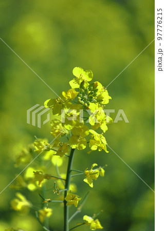 春の訪れを告げる花 97776215