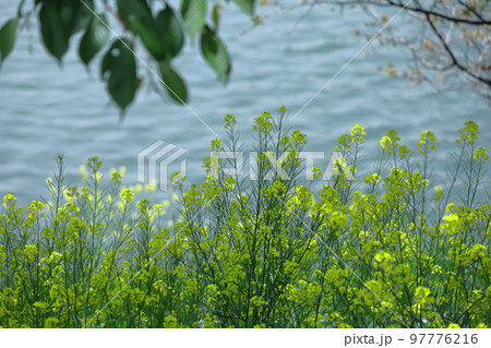 春の訪れを告げる花 97776216