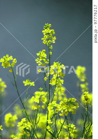 春の訪れを告げる花 97776217