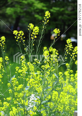 春の訪れを告げる花 春の訪れを告げる花 97776218