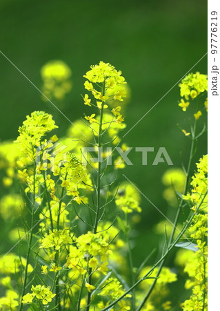 春の訪れを告げる花 97776219