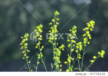 春の訪れを告げる花 97776220