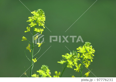 春の訪れを告げる花 97776231