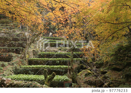 わさびだの紅葉 97776233