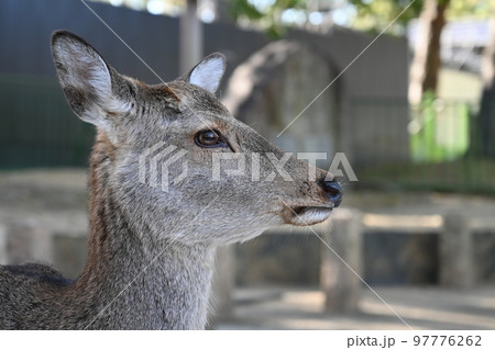 奈良公園にいるシカ 97776262