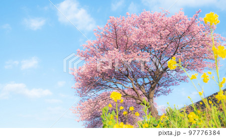 南伊豆町・下賀茂の河津桜(ソフトフォーカス) 南伊豆町・下賀茂の河津桜(ソフトフォーカス) 97776384