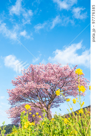 南伊豆町・下賀茂の河津桜 97776385
