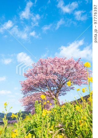 南伊豆町・下賀茂の河津桜 97776397