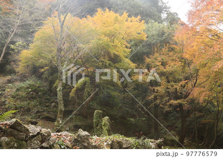 わさびだの紅葉 わさびだの紅葉 97776579