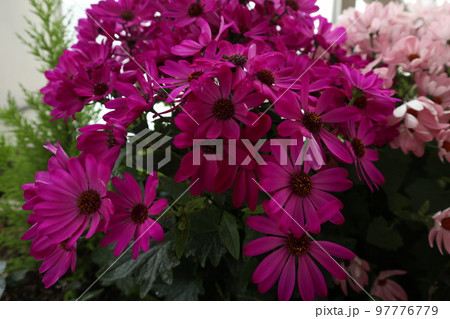 ガーベラ 97776779