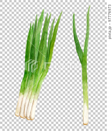 手繪水彩九條蔥圖 97776973