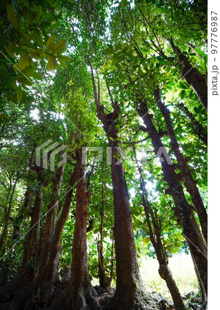 沖縄本島　フクギ並木通り 97776987
