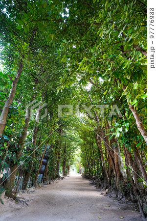 沖縄本島　フクギ並木通り 97776988