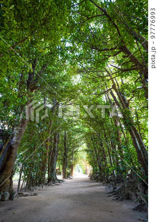 沖縄本島　フクギ並木通り 97776993