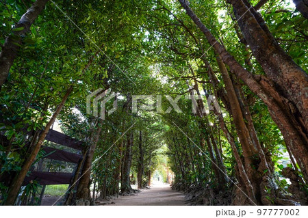 沖縄本島 フクギ並木通り 沖縄本島 フクギ並木通り 97777002