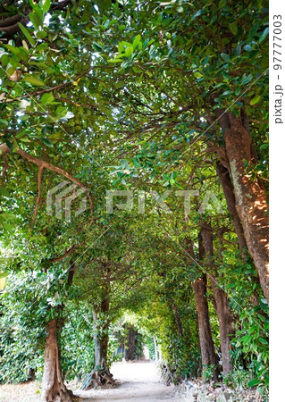 沖縄本島　フクギ並木通り 97777003