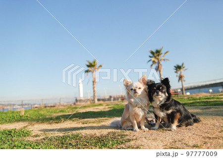 海辺の公園でおすわりをする二頭のロングコートチワワ 97777009