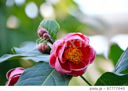 ハイドゥンツバキ	 ハイドゥンツバキ	 97777040