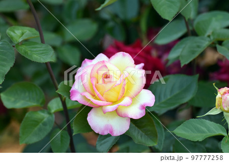 バラの花 バラの花 97777258