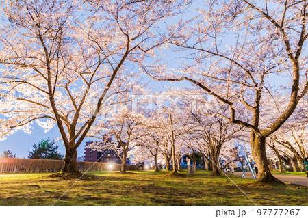 岩手県盛岡市・盛岡城跡公園の桜 97777267