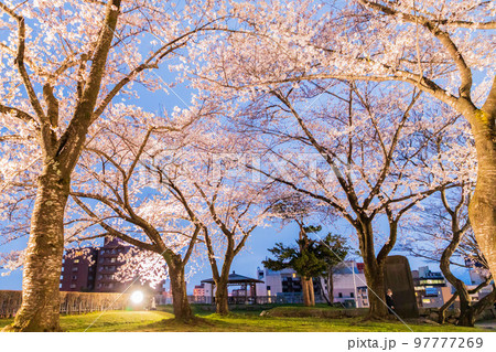岩手県盛岡市・盛岡城跡公園の桜 岩手県盛岡市・盛岡城跡公園の桜 97777269