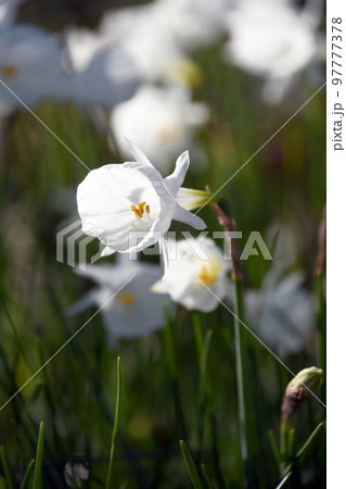 ナルキッスス・カンタブリクス	 97777378