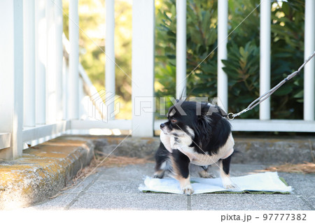 屋外でトイレシートの上におしっこをする洋服を着たロングコートチワワ  97777382