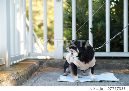 屋外でトイレシートの上におしっこをする洋服を着たロングコートチワワ 屋外でトイレシートの上におしっこをする洋服を着たロングコートチワワ 97777383