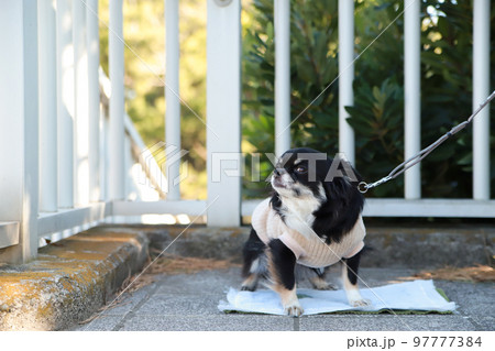 屋外でトイレシートの上におしっこをする洋服を着たロングコートチワワ  97777384