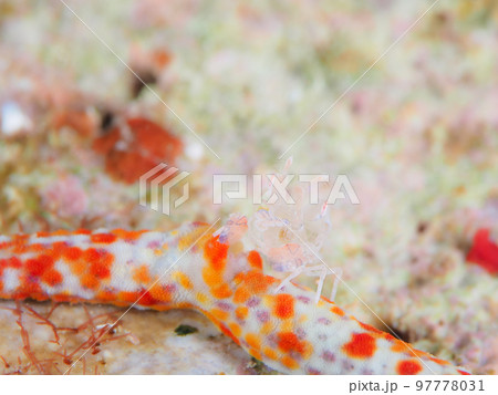 フリソデエビの幼体 97778031