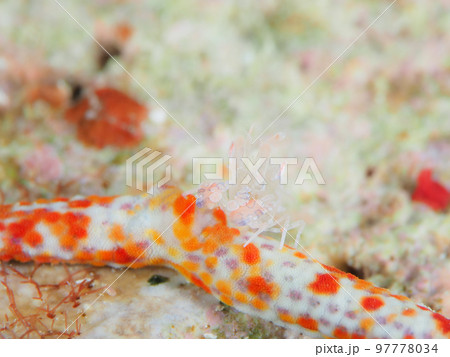 フリソデエビの幼体 97778034