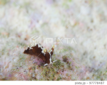 モウサンウミウシ 97778487