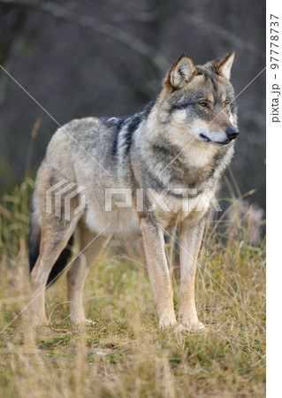Close-up of large male grey wolf standing in the forest 97778737