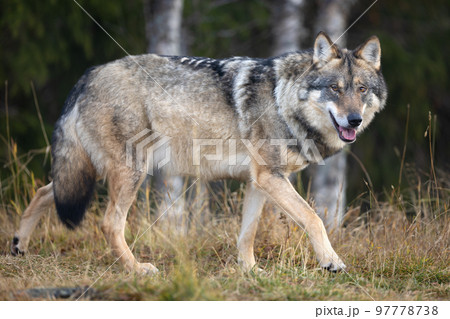 Profile of large male grey wolf walking on a hill in the forest 97778738