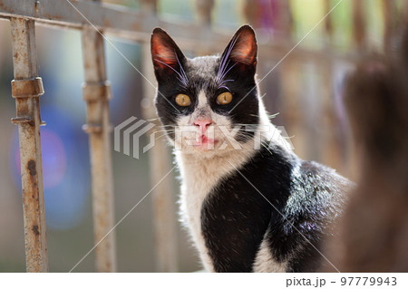 a beautiful cat walks on the streets of the city. a beautiful cat walks on the streets of the city. 97779943