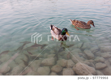 two ducks swim in a lake with clear water where fish can also be seen. 97779968
