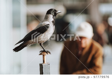 beautiful gray bird jackdaw sitting on a pole in an urban environment. beautiful gray bird jackdaw sitting on a pole in an urban environment. 97779976