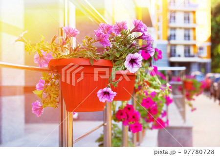Purple flowers in flower pots on street in residential complex. Violet petunia adorns exterior of residential buildings in city. Sunlight. 97780728
