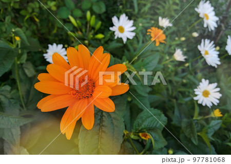 Orange calendula on green grass in garden. Blooming calendula flowers. Calendula officinalis. Medicinal marigold herb. 97781068