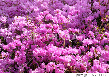 Rhododendron bushes is blooming in spring garden, closeup. Violet gentle flowers is growing in city park. Landscaping and decoration in springtime season. Rhododendron bushes is blooming in spring garden, closeup. Violet gentle flowers is growing in city park. Landscaping and decoration in springtime season. 97781175